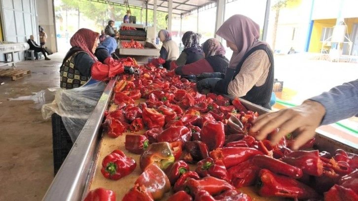 Hollanda'nın salçası İnegöllü kadınlardan! Bin 500 ton üretilecek