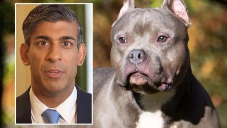 İngiltere "American Bully XL" cinsi k&ouml;pekleri yasaklayacak