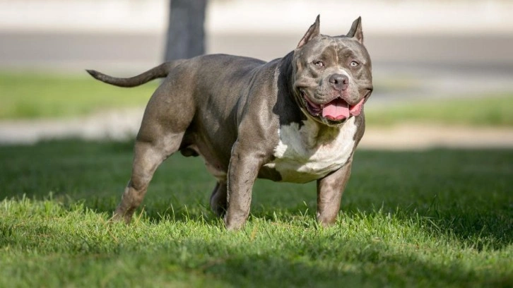 İngiltere'de k&ouml;peğin saldırısına uğrayan 54 yaşındaki adam hayatını kaybetti