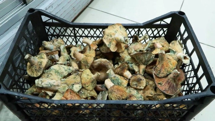 İstanbul'da bir ayda 60 kişiyi zehirledi! Uzmanlar uyardı: Açıkta satılanlara dikkat edin