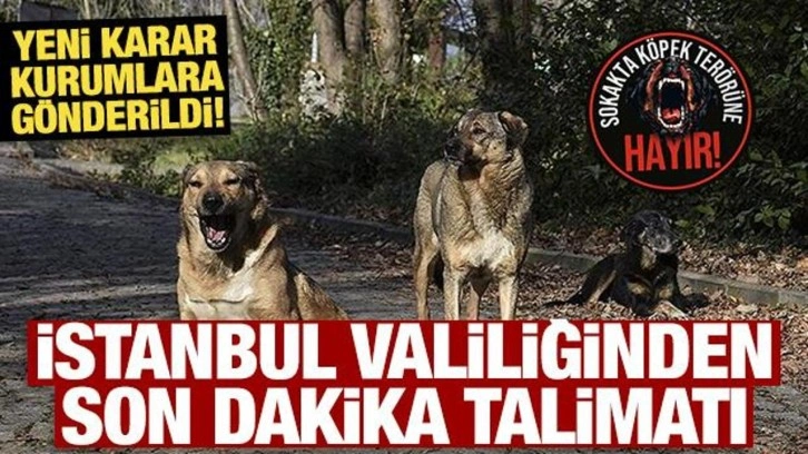 İstanbul Valiliğinden yeni sokak köpeği kararı!
