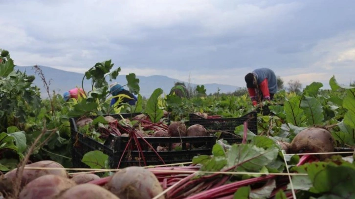 İzmir'in bereketli topraklarında ‘Kırmızı elmas' mesaisi