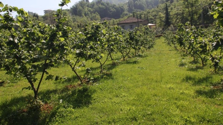 Karadeniz'de fındık hasadı tamamlandı! Artık iş üreticilerden çıktı