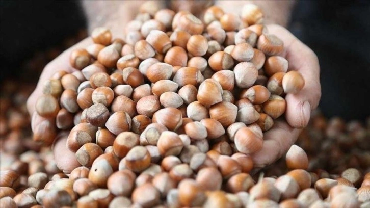 Karadeniz'den dünya pazarına 174 bin ton fındık ihraç edildi