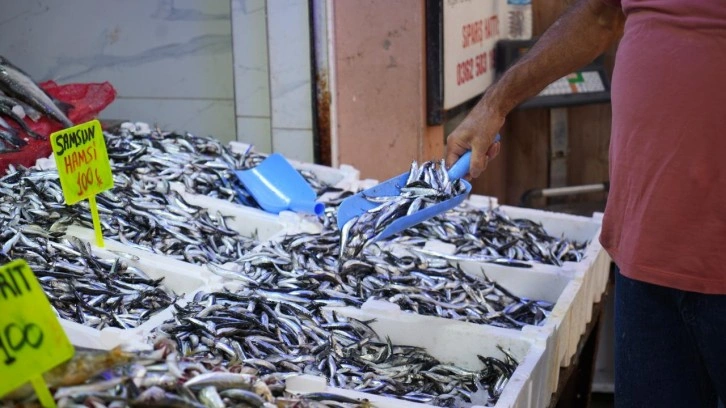 Karadeniz'in incisi hamsi tezgahlarda: Ne alırsan 100 TL