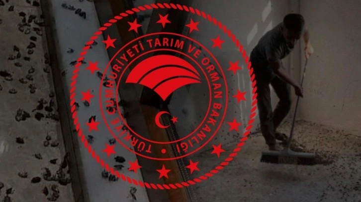 Karadeniz kokarca böceği istilası altında: Orman Bakanlığı'ndan kabusa son verecek plan