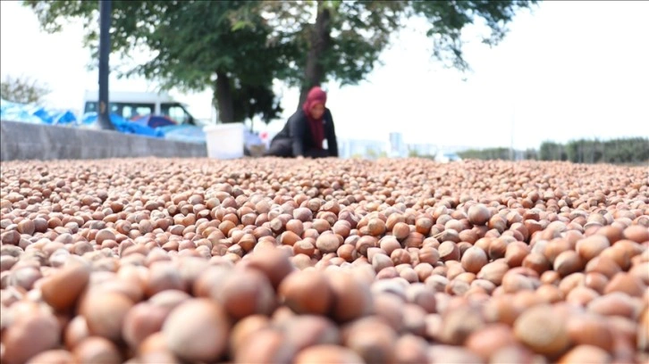 Karadeniz Sahil Yolu'ndaki kaldırımlarda fındık kurutma mesaisi başladı.