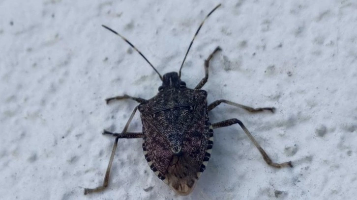 Karadeniz&rsquo;de &ldquo;kahverengi kokarca&rdquo; alarmı!