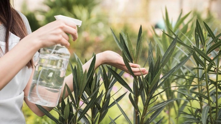 Karıncasız Ev: Doğal &Ouml;nleme Y&ouml;ntemleri