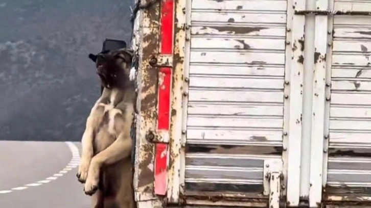 Kasasında iple asılı köpek olan kamyonetin sürücüsüne adli işlem