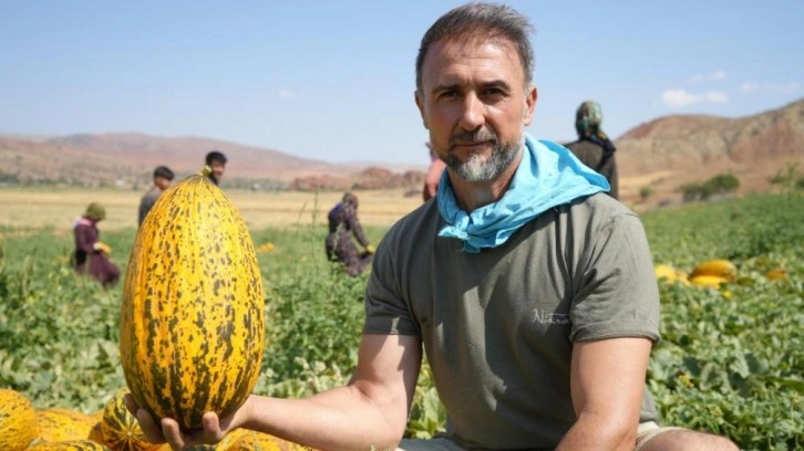 Kavun hasadı başladı! Yüksek verim, üreticileri memnun etti