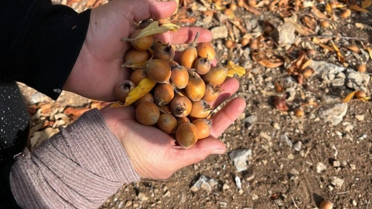 Kimin ektiği belli değil: Dağlardan pazara doğal şifa!