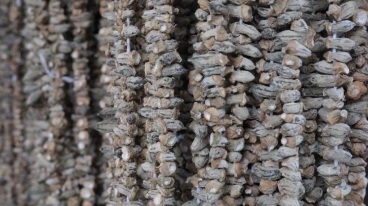 Kışın vazgeçilmezi kuru bamya 2 bin TL'den tezgahta