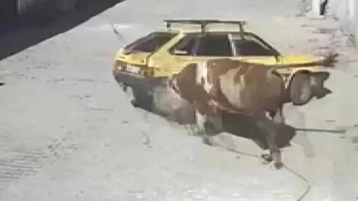 Kızgın boğa, hıncını otomobilden çıkardı: Boynuzlayıp sürükledi
