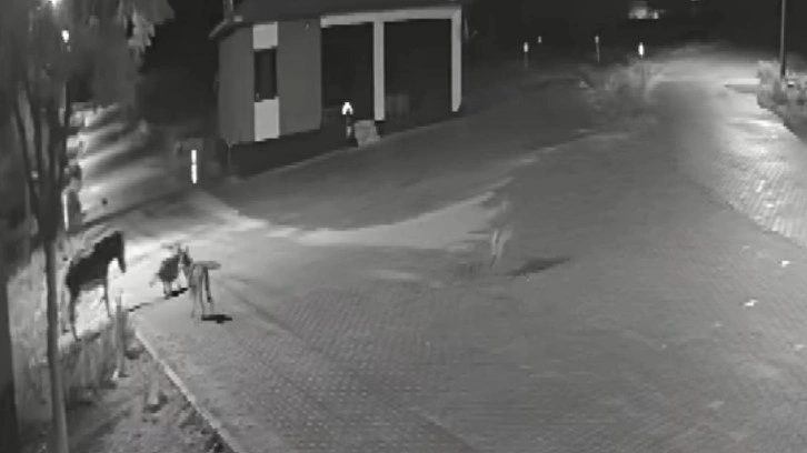 Konya’da aç kalıp mahalleye inen kurtlar eşeği parçaladı