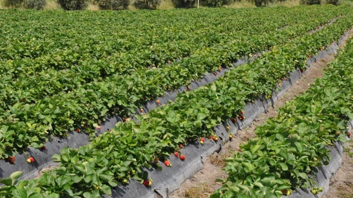 Mersin'de açık alanda üretilen tescilli Silifke çileğinde hasat sürüyor