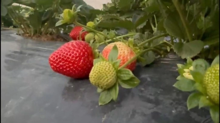 Mersin'de &ccedil;ilekte kış hasadı: Bah&ccedil;ede kilogramı 130 TL