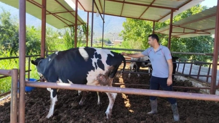 Milas'ta "şap hastalığı" nedeniyle 11 mahalle karantinaya alındı