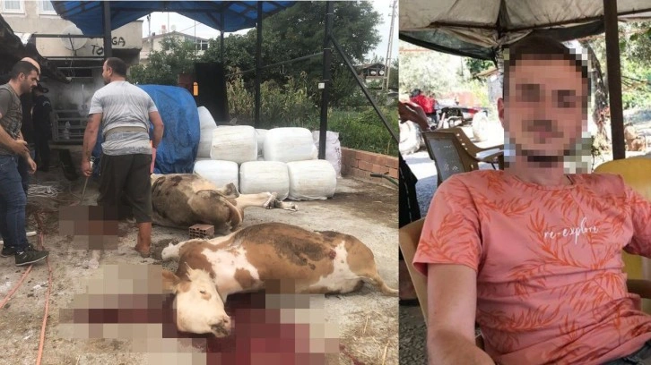 Miras kavgasında hıncını ineklerden aldı! 4 b&uuml;y&uuml;kbaşı &ouml;ld&uuml;rd&uuml;