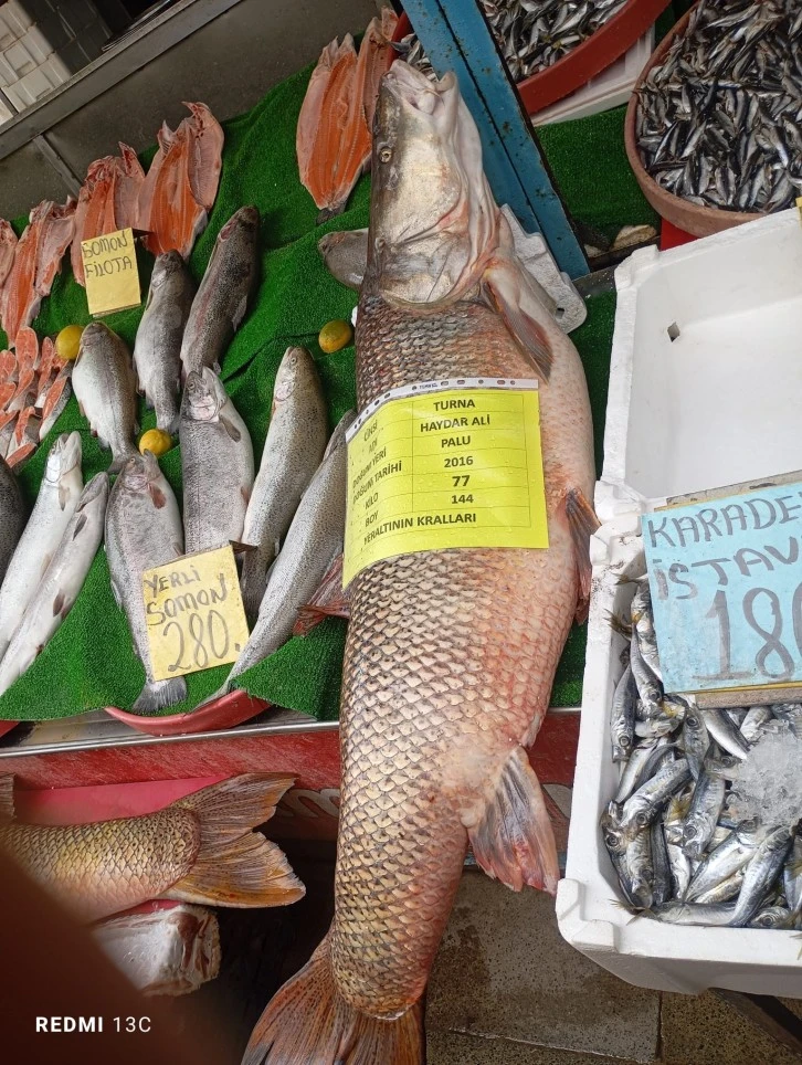 Murat Nehri&rsquo;nden Dev Balıklar Tezgahlarda Vatandaşların İlgi Odağı Oldu