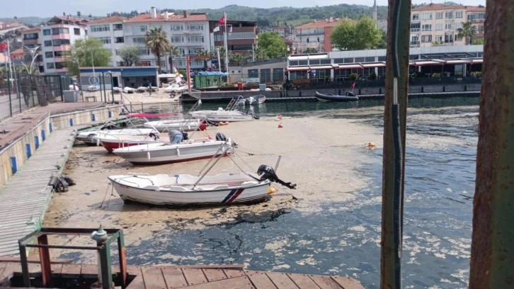 Müsilaj balıkçılara ağır darbe vurdu!