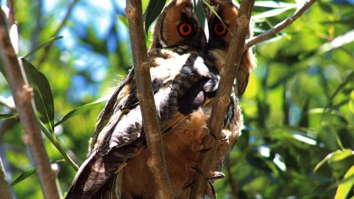 Nadir görülen kulaklı orman baykuşu Van'da objektiflere yansıdı