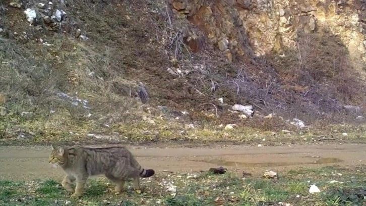 Nesli tehlike altındaki yaban kedisi fotokapana yakalandı