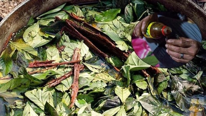Prens Harry’de içiyordu! Ayahuasca çayı, turistin canını aldı