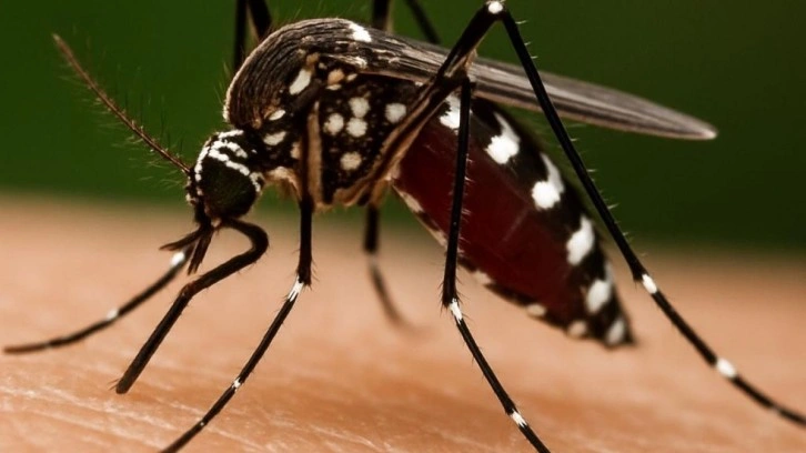 Prof. Dr. Özlü'den ‘Chikungunya’ virüsü açıklaması: Yakın bir tehdit söz konusu mu?