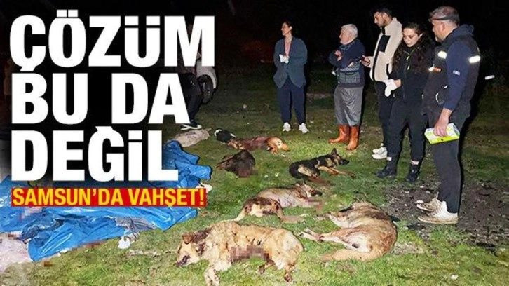 Samsun'da 9 köpek kurşunlanarak öldürüldü