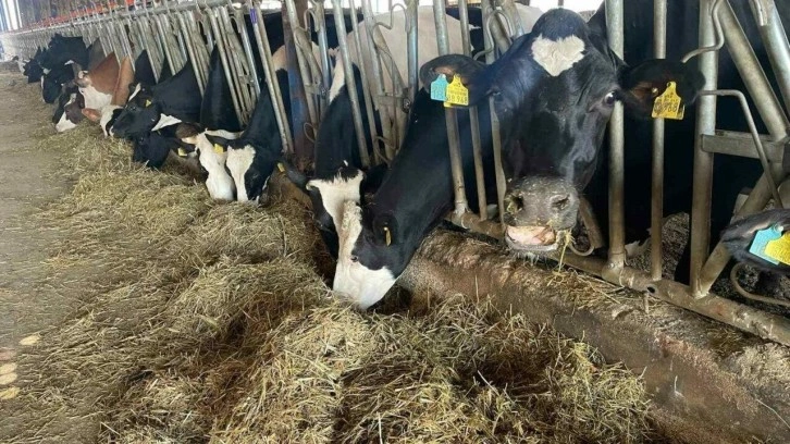 Samsun'da şap karantinası