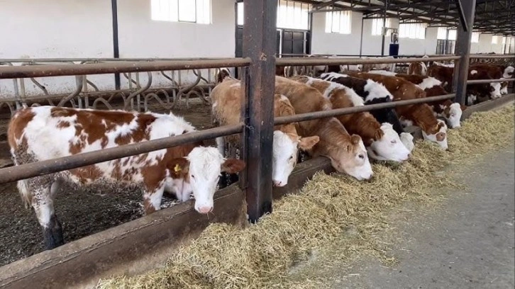 Şap hastalığına karşı önlem! Hayvan hareketleri 30 gün yasaklandı