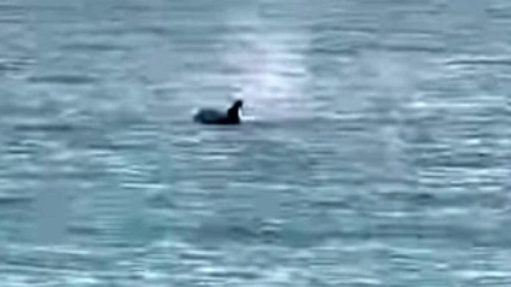 Saros’ta yunus balığı sürprizi: Kıyıya yakın yüzdü