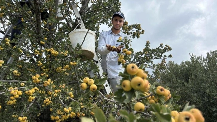 Şifa deposu alıçta hasat başladı: 200 TL'den alıcı buluyor