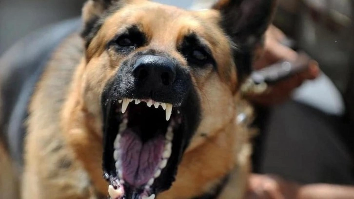 Sokak köpeği 5 yaşındaki çocuğa saldırdı
