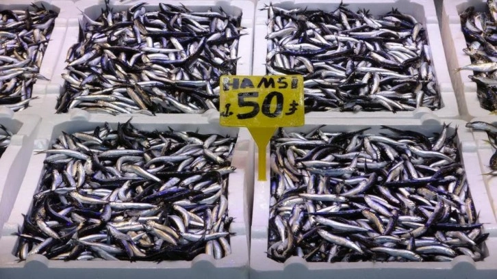 Son 35 yılın en bereketli hamsi sezonu