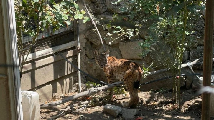 Tavuk kümesinde onu görenler şaşkına döndü!