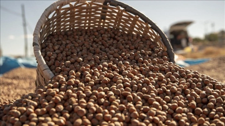 Ticaret borsalarında 12 ayda 649 bin tondan fazla fındık işlem gördü