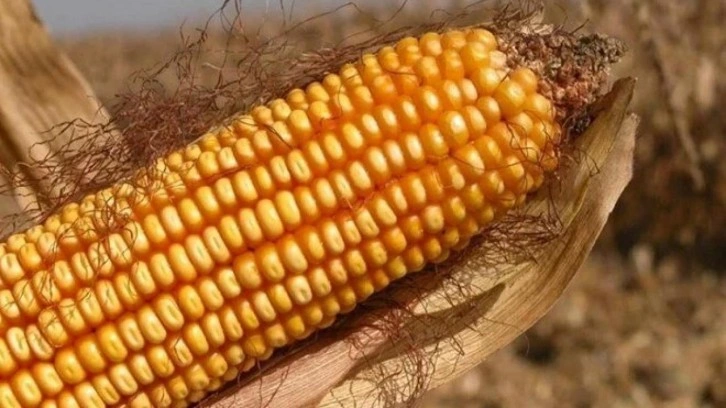 Toprak Mahsulleri Ofisi 2025 yılı mısır alım fiyatları belirlendi