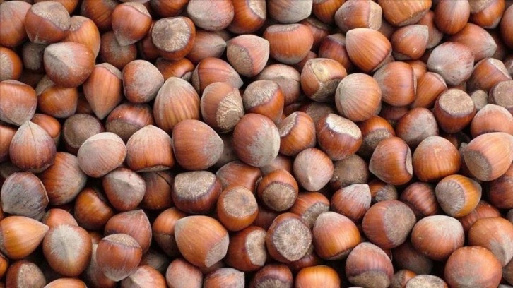 Trabzon'un 10 aylık fındık ihracatı 500 milyon doları aştı