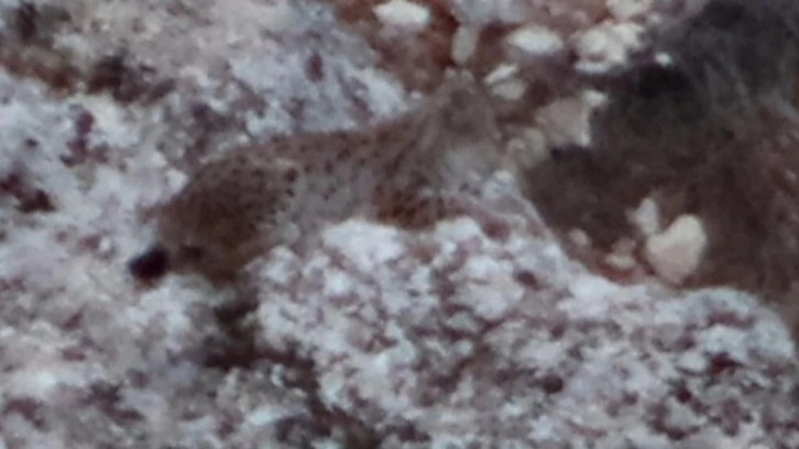 Tunceli’de vaşak görüntülendi