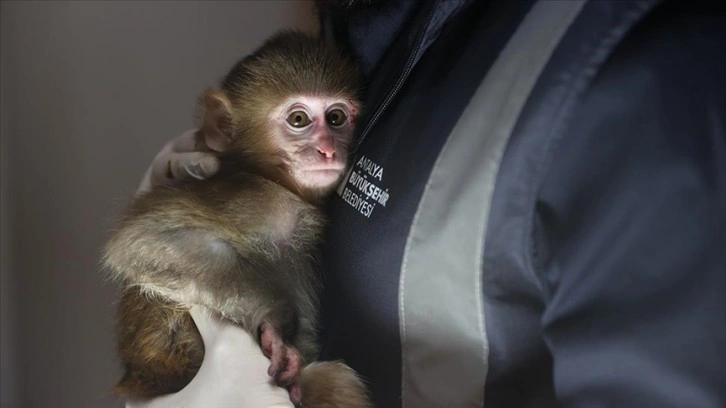 Uyuşturucu ş&uuml;phelilerinin elinden kurtarılan maymun yavrusu 