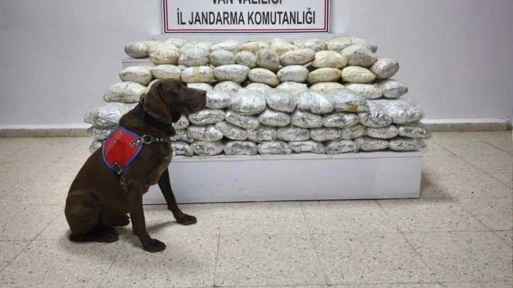 Van'da arazide 60 kilo skunk ele ge&ccedil;irildi