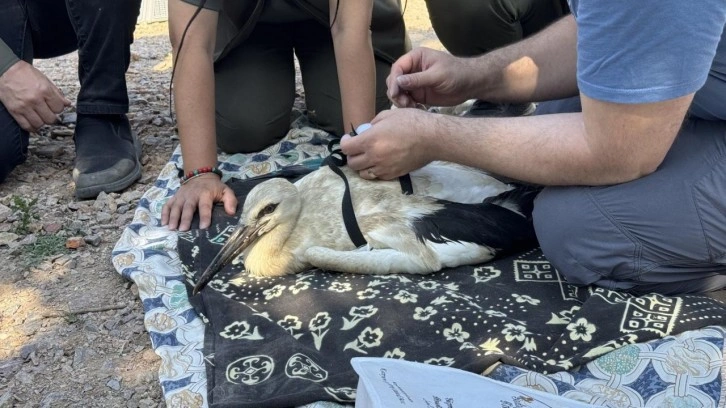 Yaren Leylek'in yavruları halkalandı, göç yolculukları takip altında