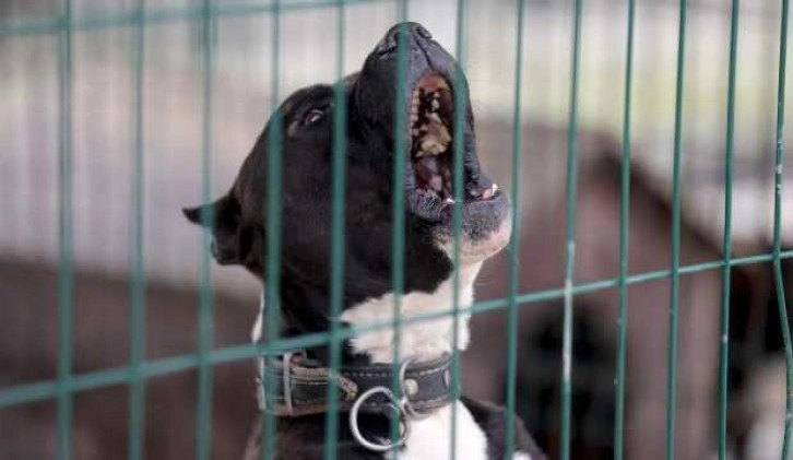 Yeniden Refah Partisi'nden sokak k&ouml;peklerine karşı &ouml;nlem &ccedil;ağrısı