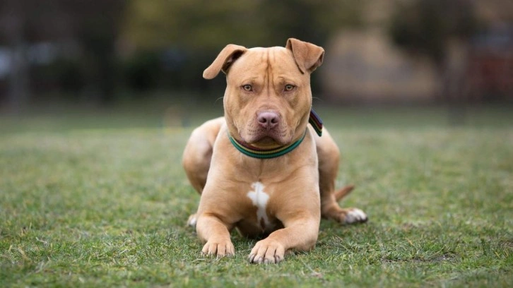 Yukarı Avusturya'da k&ouml;pek saldırısına uğrayan kadın olay yerinde hayatını kaybetti!