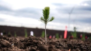 11 Kasım Milli Ağaçlandırma Günü'nde çifte rekor!