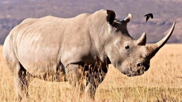 24 milyon yıllık fosillerden protein çıkarıldı