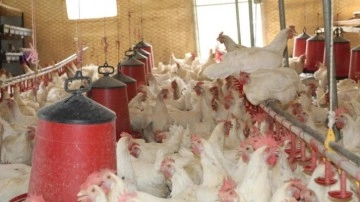 30 tavukla başladı, 1.700 tavuğa ulaştı! Bölgeye örnek oldu