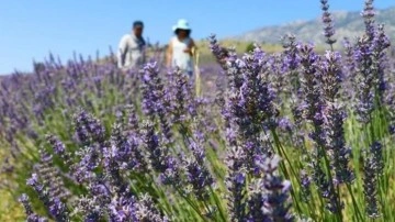 48,8 milyon metrekare Hazine arazisi tıbbi ve aromatik bitki yetiştirilmek üzere kiralandı